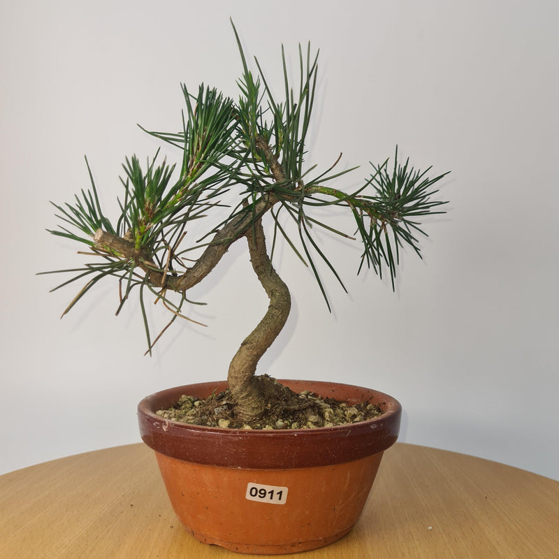 Japanese Black Pine (Pinus Thunbergii) Bonsai Tree | Shaped | Height 35cm | In 16cm Pot