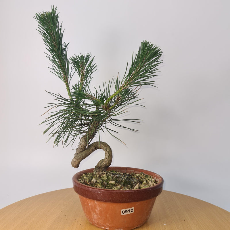 Japanese Black Pine (Pinus Thunbergii) Bonsai Tree | Shaped | Height 35cm | In 16cm Pot