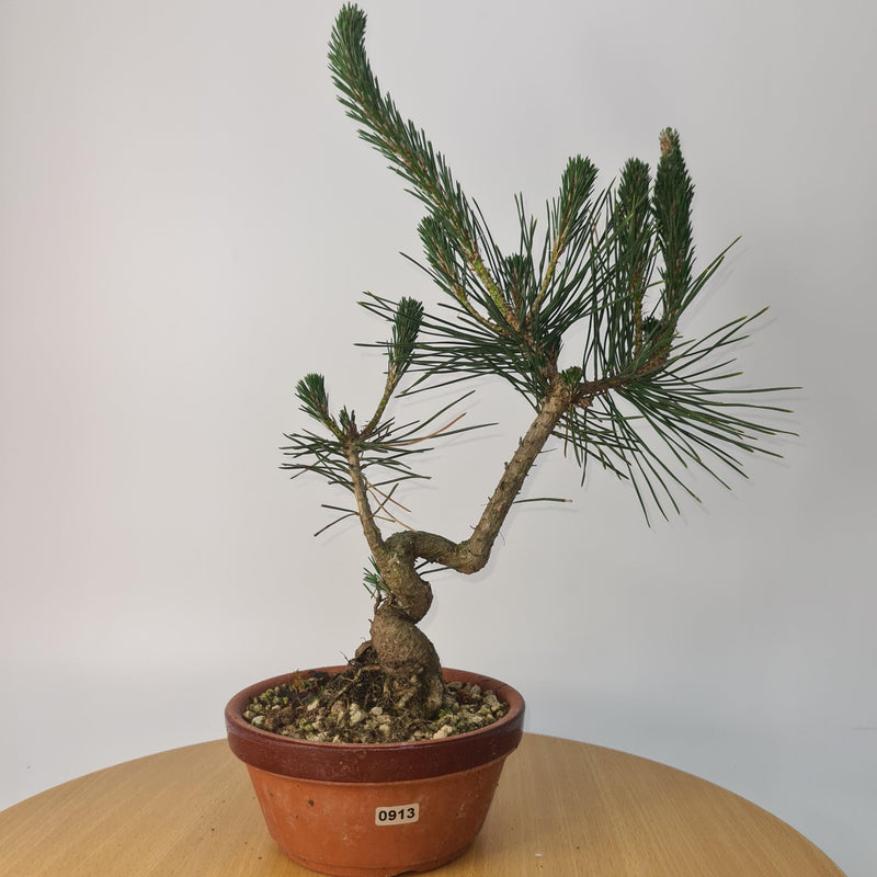 Japanese Black Pine (Pinus Thunbergii) Bonsai Tree | Shaped | Height 35cm | In 16cm Pot