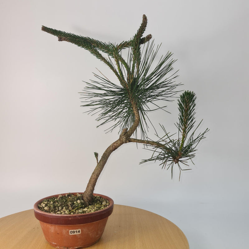 Japanese Black Pine (Pinus Thunbergii) Bonsai Tree | Shaped | Height 35cm | In 16cm Pot