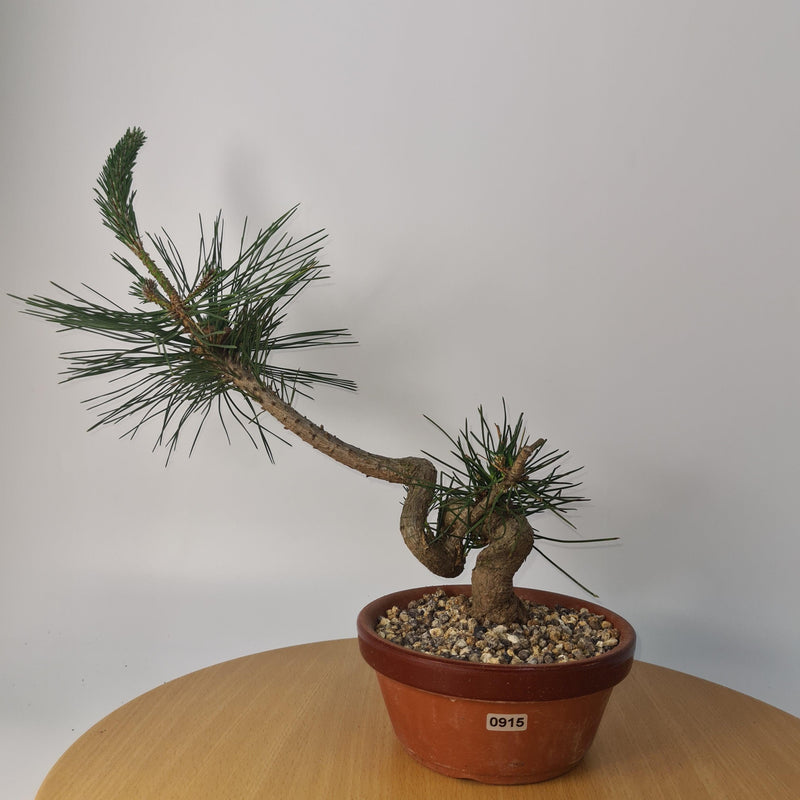 Japanese Black Pine (Pinus Thunbergii) Bonsai Tree | Shaped | Height 35cm | In 16cm Pot