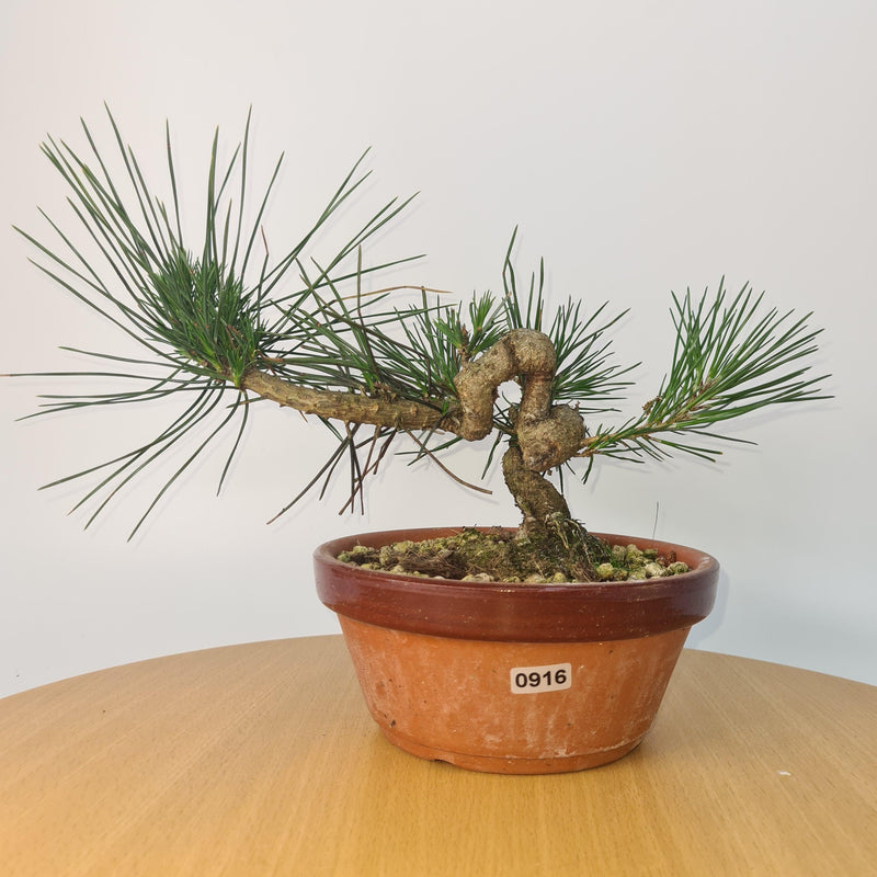 Japanese Black Pine (Pinus Thunbergii) Bonsai Tree | Shaped | Height 35cm | In 16cm Pot