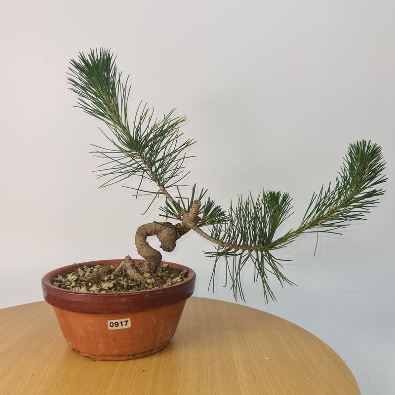 Japanese Black Pine (Pinus Thunbergii) Bonsai Tree | Shaped | Height 35cm | In 16cm Pot