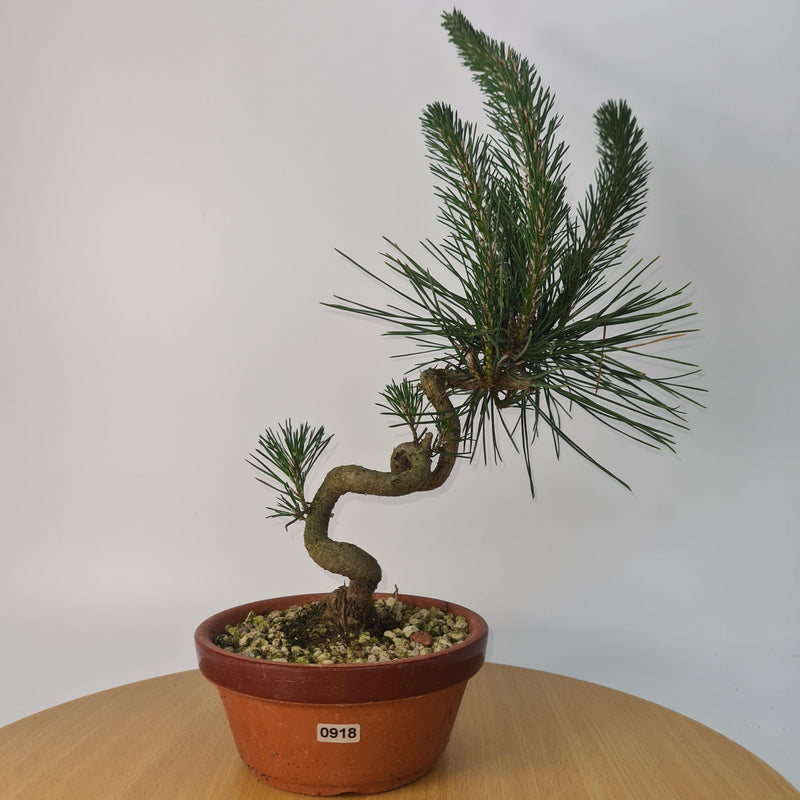 Japanese Black Pine (Pinus Thunbergii) Bonsai Tree | Shaped | Height 35cm | In 16cm Pot