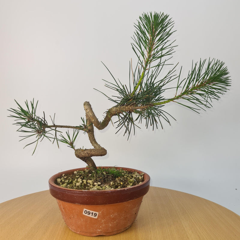 Japanese Black Pine (Pinus Thunbergii) Bonsai Tree | Shaped | Height 35cm | In 16cm Pot