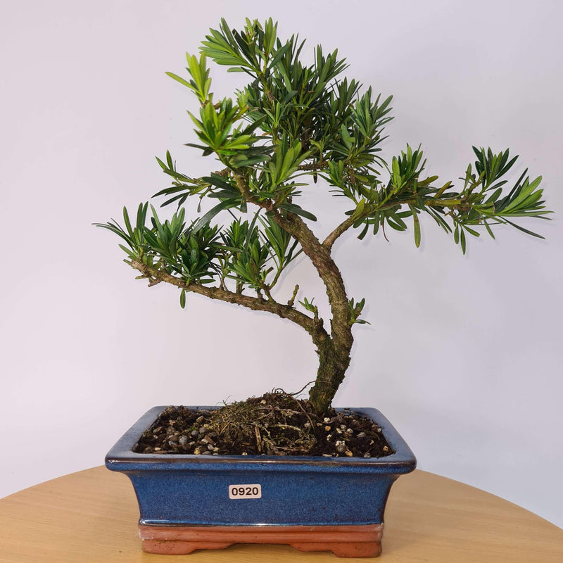 Buddhist Pine (Podocarpus Micro) Bonsai Tree | Shaped Style | Height 35-45cm | In 20cm Pot