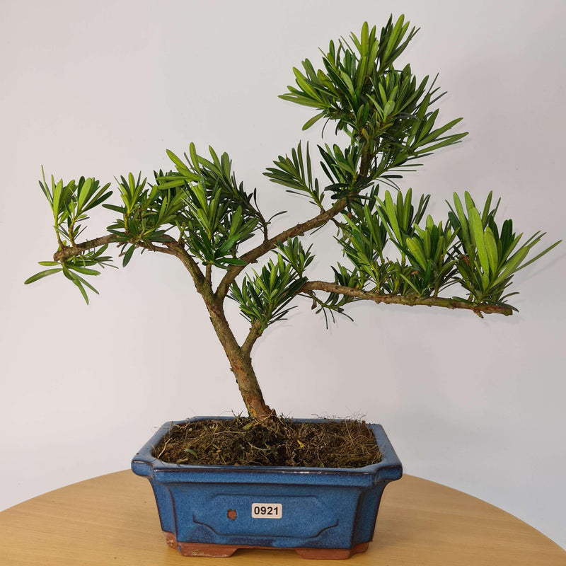 Buddhist Pine (Podocarpus Micro) Bonsai Tree | Shaped Style | Height 35-45cm | In 20cm Pot