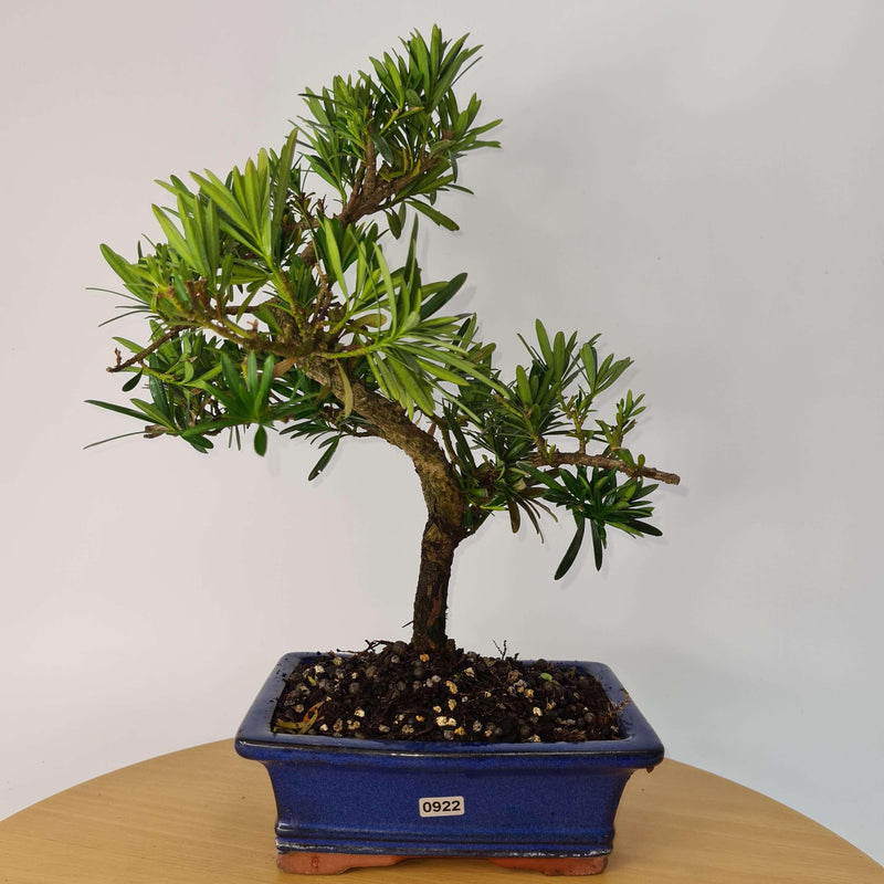 Buddhist Pine (Podocarpus Micro) Bonsai Tree | Shaped Style | Height 35-45cm | In 20cm Pot