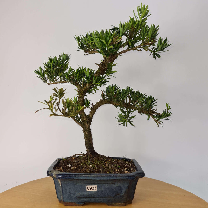 Buddhist Pine (Podocarpus Micro) Bonsai Tree | Shaped Style | Height 35-45cm | In 20cm Pot