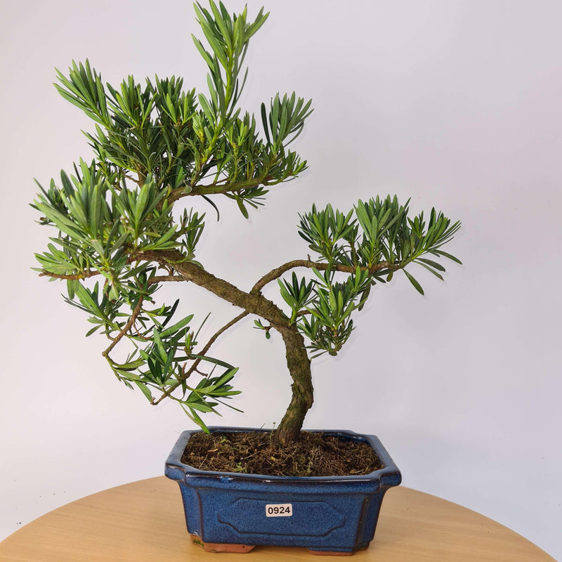 Buddhist Pine (Podocarpus Micro) Bonsai Tree | Shaped Style | Height 35-45cm | In 20cm Pot