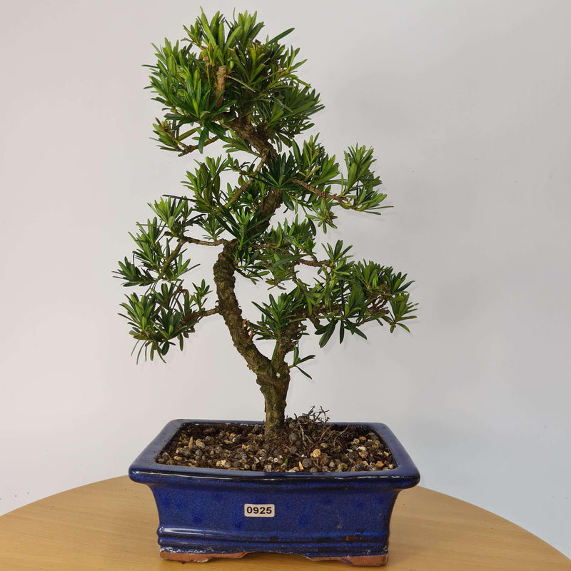 Buddhist Pine (Podocarpus Micro) Bonsai Tree | Shaped Style | Height 35-45cm | In 20cm Pot