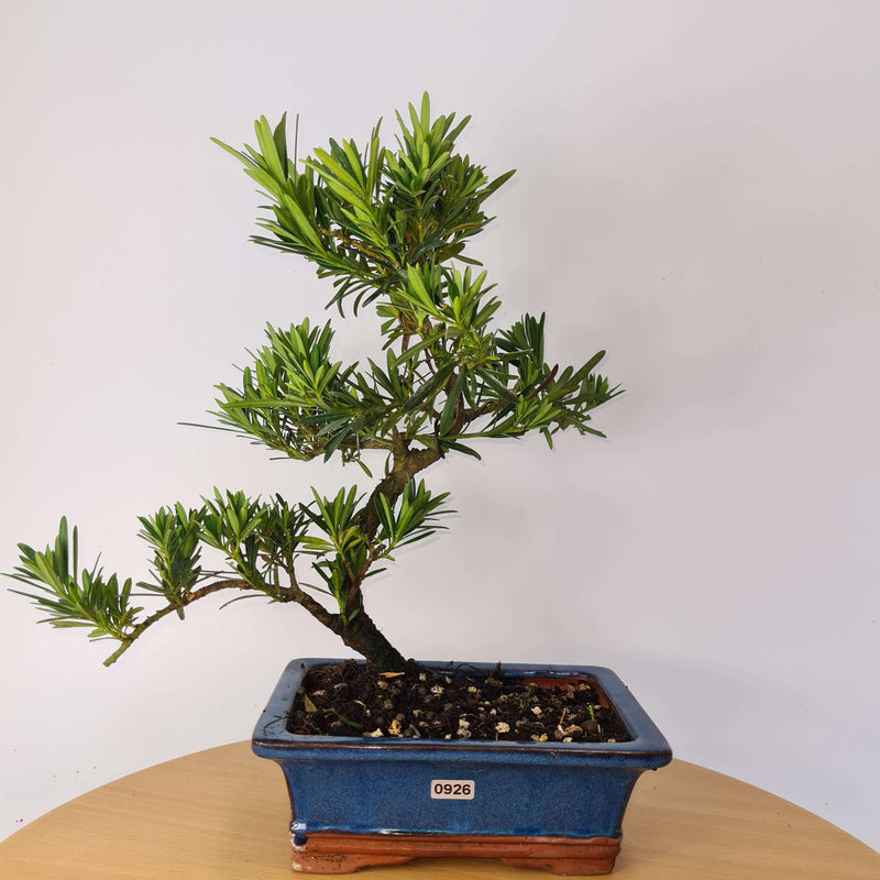 Buddhist Pine (Podocarpus Micro) Bonsai Tree | Shaped Style | Height 35-45cm | In 20cm Pot
