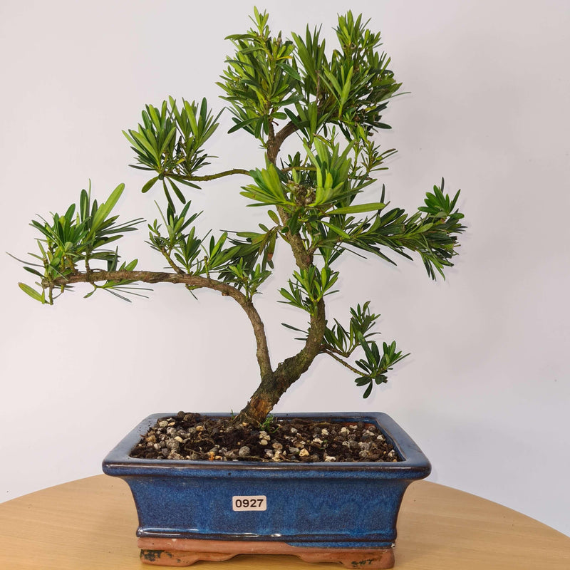 Buddhist Pine (Podocarpus Micro) Bonsai Tree | Shaped Style | Height 35-45cm | In 20cm Pot
