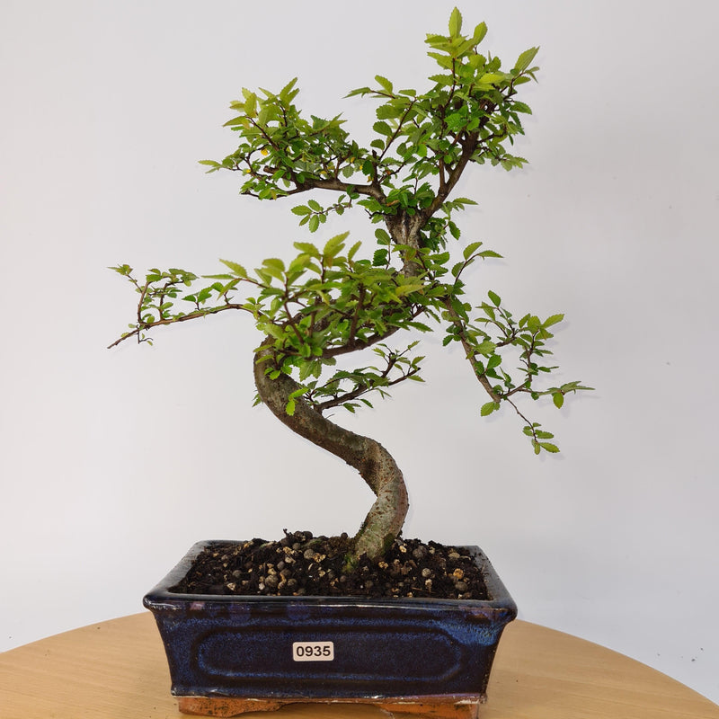 Chinese Elm (Ulmus Parvifolia) Bonsai Tree | Shaped | In 20cm Pot