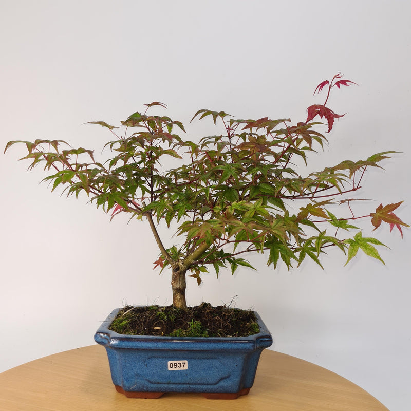 Japanese Maple (Acer) Bonsai Tree | Deshojo Style | 35-40cm High | In 20cm Pot