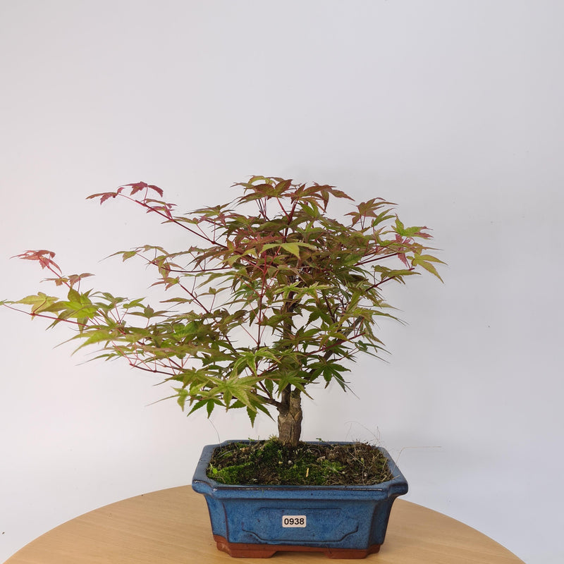 Japanese Maple (Acer) Bonsai Tree | Deshojo Style | 35-40cm High | In 20cm Pot