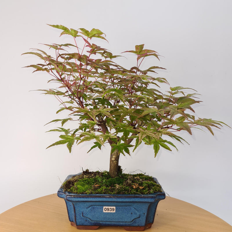 Japanese Maple (Acer) Bonsai Tree | Deshojo Style | 35-40cm High | In 20cm Pot