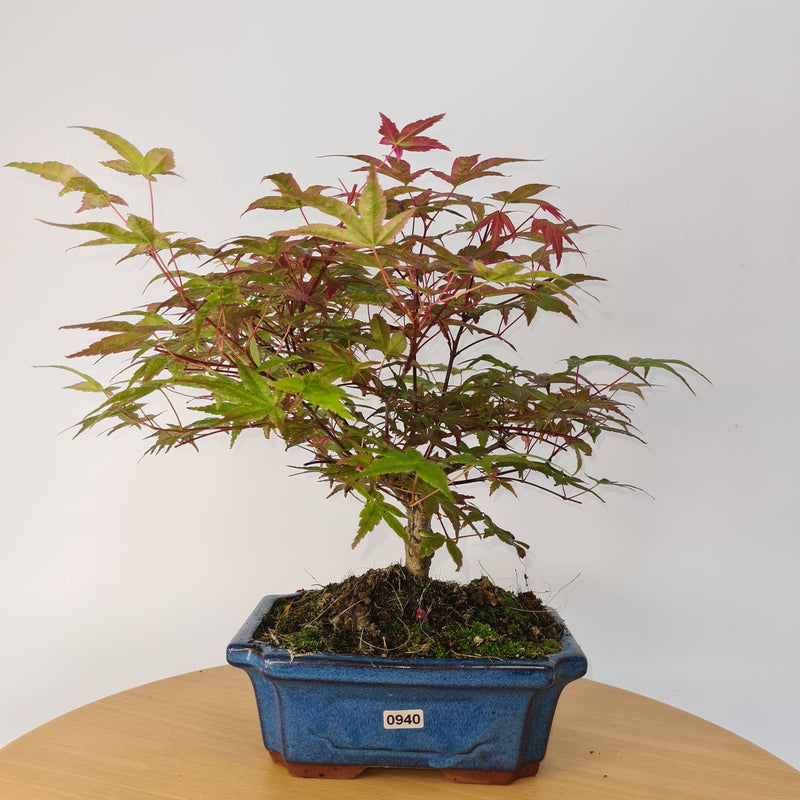Japanese Maple (Acer) Bonsai Tree | Deshojo Style | 35-40cm High | In 20cm Pot