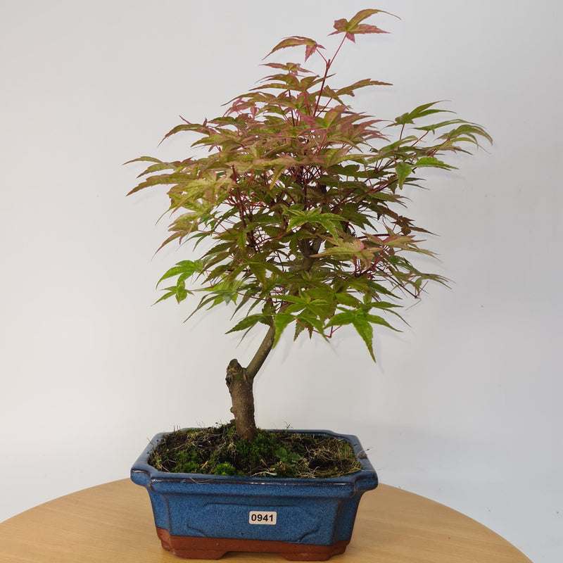 Japanese Maple (Acer) Bonsai Tree | Deshojo Style | 35-40cm High | In 20cm Pot