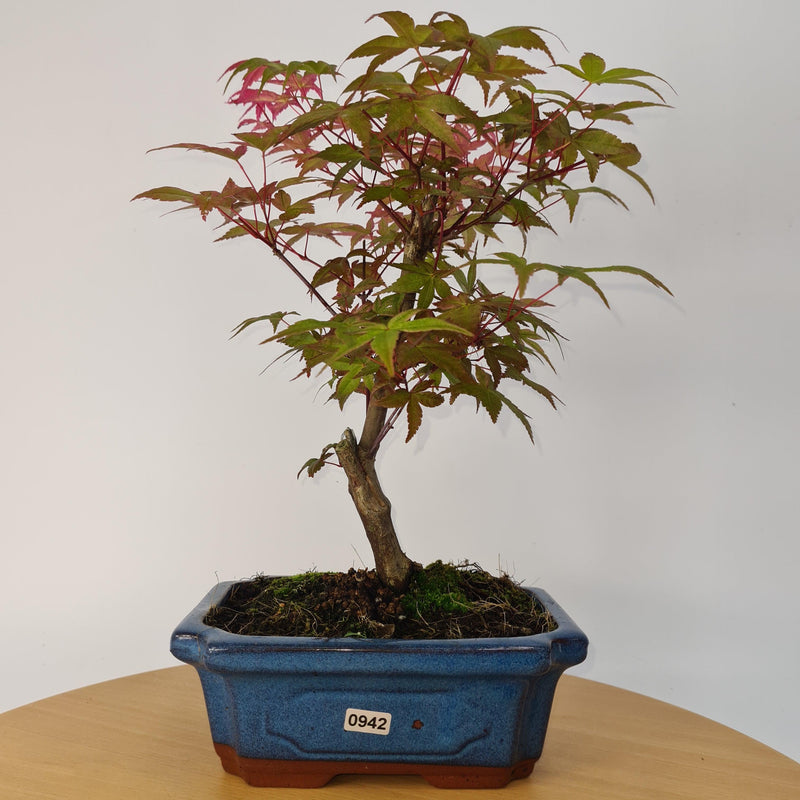 Japanese Maple (Acer) Bonsai Tree | Deshojo Style | 35-40cm High | In 20cm Pot