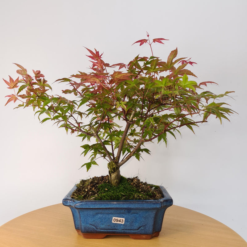 Japanese Maple (Acer) Bonsai Tree | Deshojo Style | 35-40cm High | In 20cm Pot