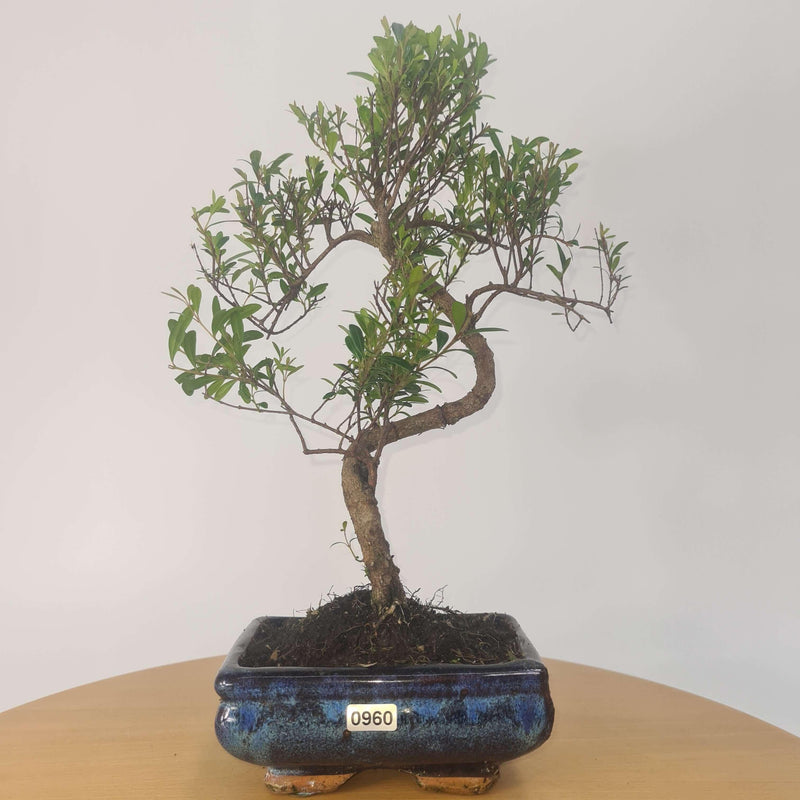 Brush Cherry (Syzygium) Bonsai Tree | Shaped | In 15cm Pot