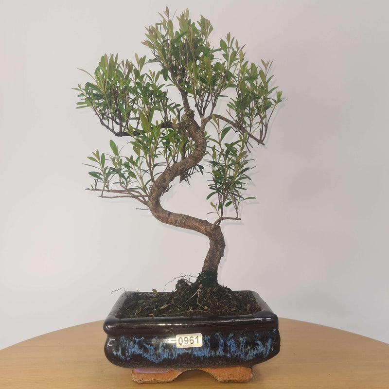 Brush Cherry (Syzygium) Bonsai Tree | Shaped | In 15cm Pot