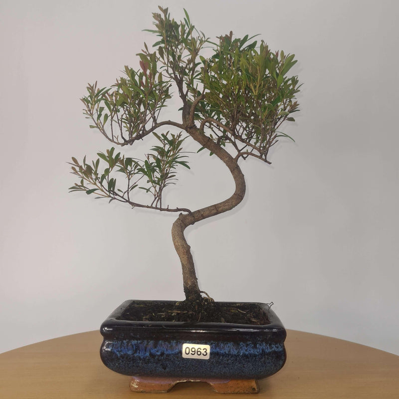 Brush Cherry (Syzygium) Bonsai Tree | Shaped | In 15cm Pot