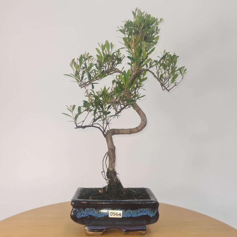 Brush Cherry (Syzygium) Bonsai Tree | Shaped | In 15cm Pot