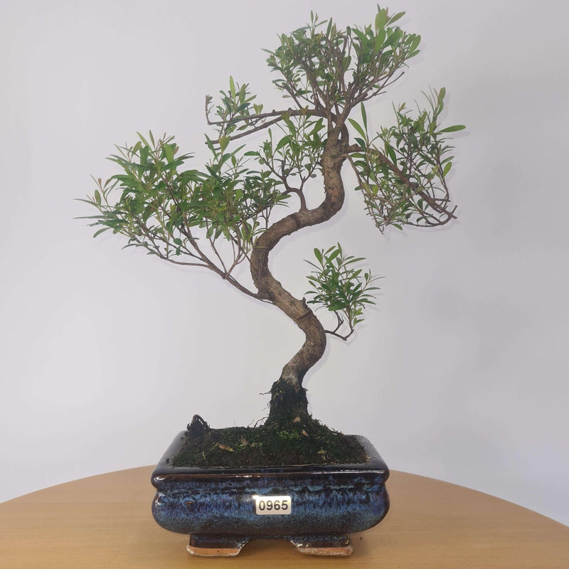 Brush Cherry (Syzygium) Bonsai Tree | Shaped | In 15cm Pot