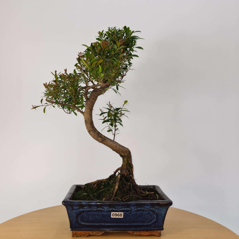 Brush Cherry (Syzygium) Bonsai Tree | Shaped | In 20cm Pot
