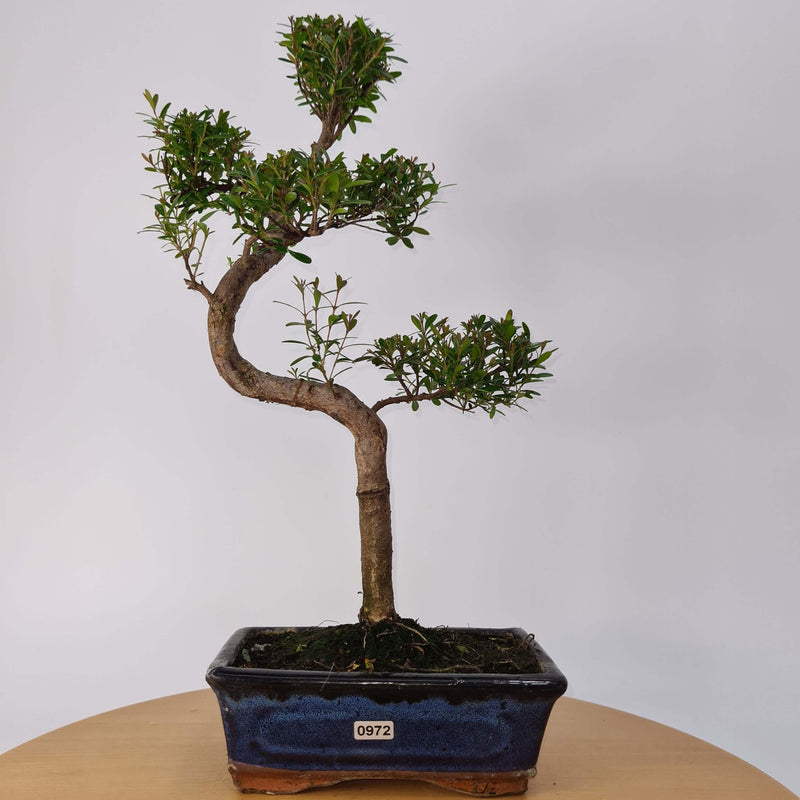 Brush Cherry (Syzygium) Bonsai Tree | Shaped | In 20cm Pot