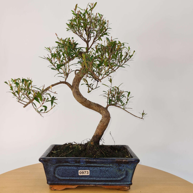 Brush Cherry (Syzygium) Bonsai Tree | Shaped | In 20cm Pot