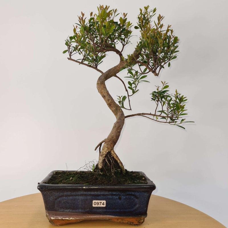 Brush Cherry (Syzygium) Bonsai Tree | Shaped | In 20cm Pot
