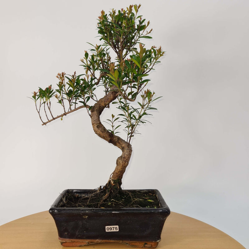 Brush Cherry (Syzygium) Bonsai Tree | Shaped | In 20cm Pot