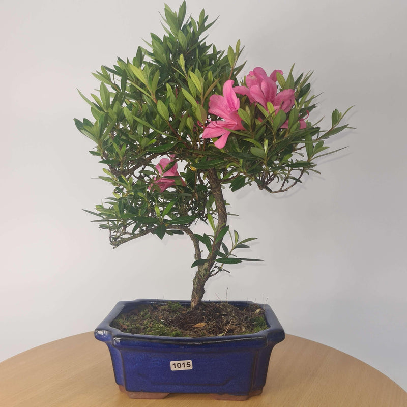 Azalea (Rhododendron) Bonsai Tree | Shaped Style | Height 30-40cm | In 20cm Pot