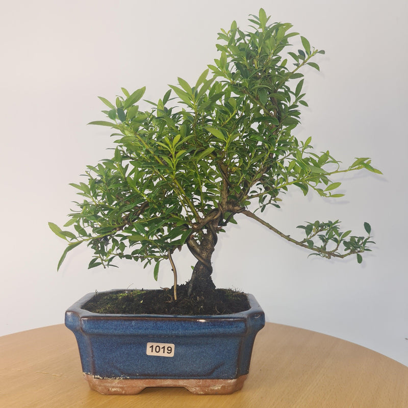 Japanese Holly (Ilex Crenata) Bonsai Tree | Shaped | In 15cm Pot