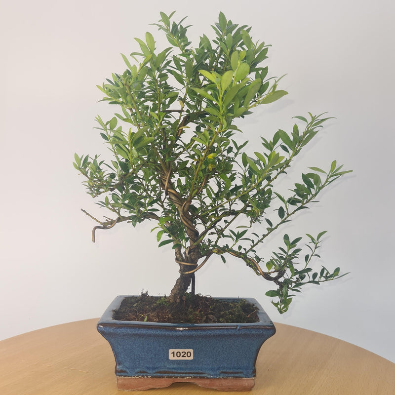 Japanese Holly (Ilex Crenata) Bonsai Tree | Shaped | In 15cm Pot
