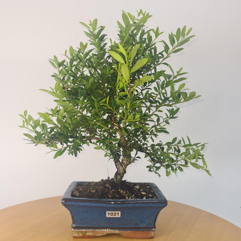 Japanese Holly (Ilex Crenata) Bonsai Tree | Shaped | In 15cm Pot