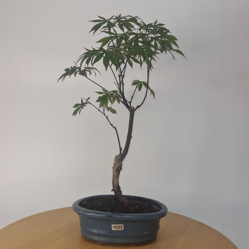 Japanese Maple (Acer) Bonsai Tree | Nomura | 35-45cm High | In 20cm Pot