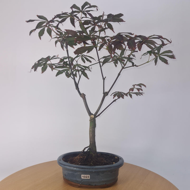 Japanese Maple (Acer) Bonsai Tree | Nomura | 35-45cm High | In 20cm Pot