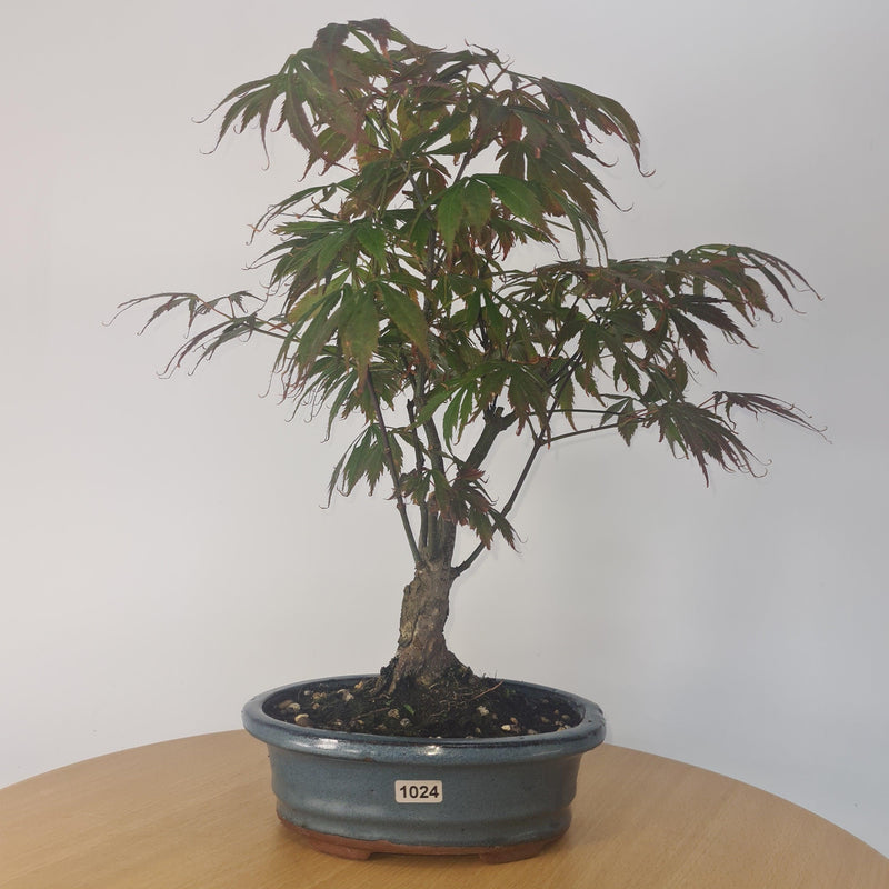 Japanese Maple (Acer) Bonsai Tree | Nomura | 35-45cm High | In 20cm Pot