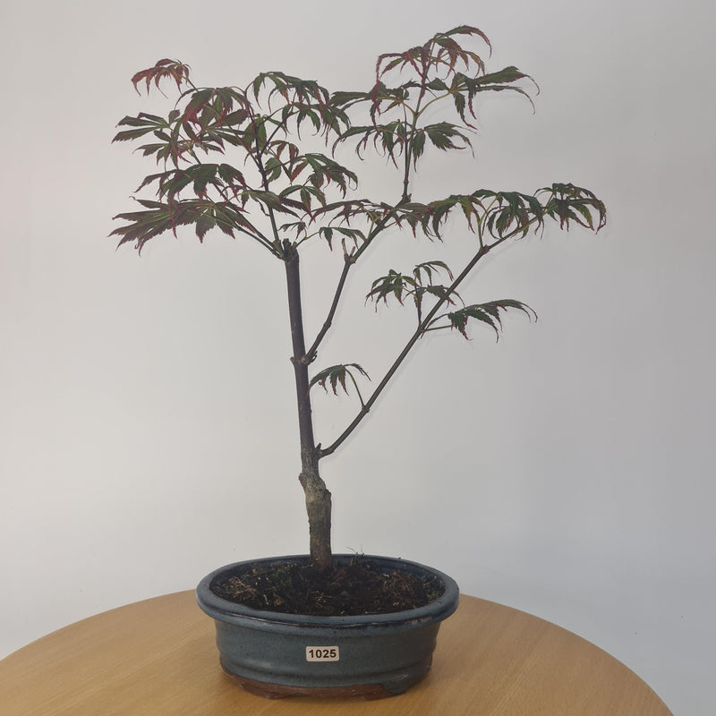 Japanese Maple (Acer) Bonsai Tree | Nomura | 35-45cm High | In 20cm Pot