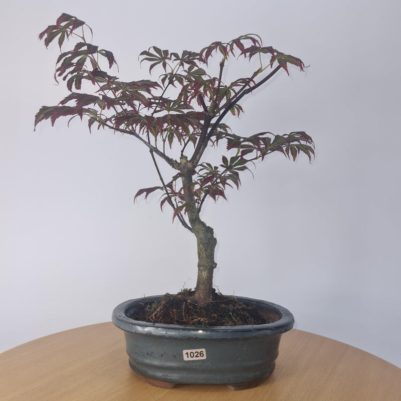 Japanese Maple (Acer) Bonsai Tree | Nomura | 35-45cm High | In 20cm Pot