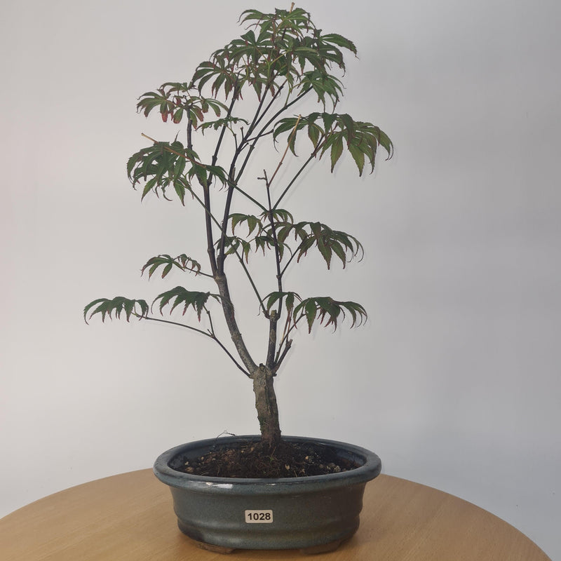 Japanese Maple (Acer) Bonsai Tree | Nomura | 35-45cm High | In 20cm Pot