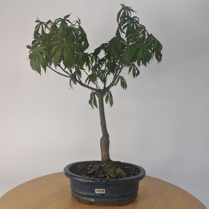 Japanese Maple (Acer) Bonsai Tree | Nomura | 35-45cm High | In 20cm Pot