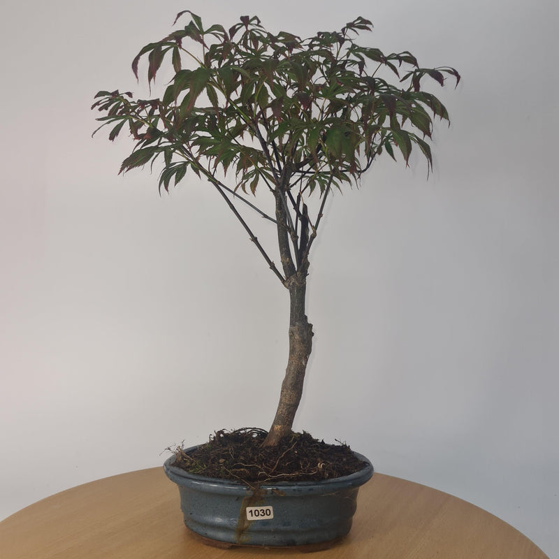 Japanese Maple (Acer) Bonsai Tree | Nomura | 35-45cm High | In 20cm Pot