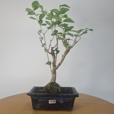 Indoor and Outdoor Bonsai Trees Collection