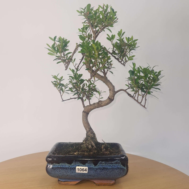 Brush Cherry (Syzygium) Bonsai Tree | Shaped | In 15cm Pot