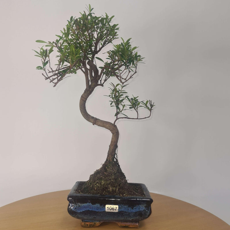 Brush Cherry (Syzygium) Bonsai Tree | Shaped | In 15cm Pot